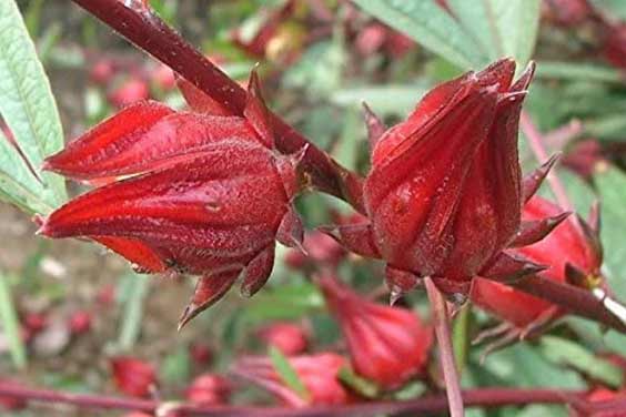 Sorrel